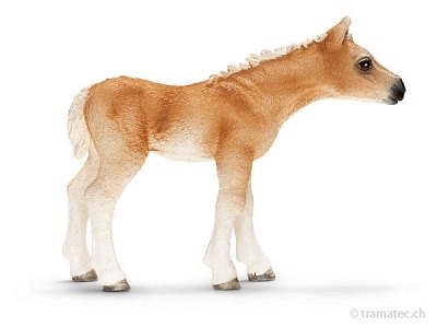 Schleich Haflinger Fohlen
